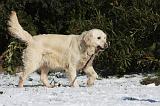 GOLDEN RETRIEVER 782